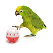 Bird Toy Interactive Ball