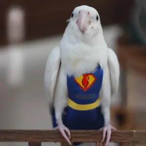 SuperBird Washable diapers Clothes