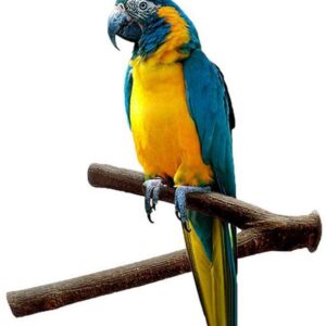 Parrot Wood Fork Stand Rack