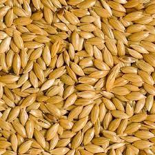 500 Grams Canary Seeds