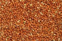 500 Grams Red Millet