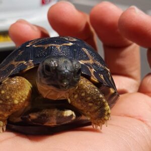 Radiata Tortoise 3 year's old